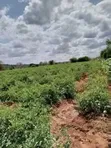 1000 Acres Land for Lease in Makueni County - 5