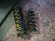 Ex-Japan Heavy Duty Coil Spring for Honda Fit Shuttle - 1