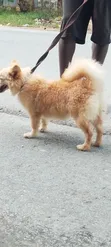 3-6 Month Male Mixed Breed Japanese Chin - 1
