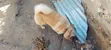3-6 Month Male Mixed Breed Japanese Chin - 2
