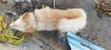 3-6 Month Male Mixed Breed Japanese Chin - 3