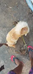 3-6 Month Male Mixed Breed Japanese Chin - 4
