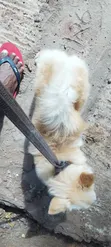 3-6 Month Male Mixed Breed Japanese Chin - 5