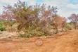 50x100 Plots for Sale in Embu County - 3