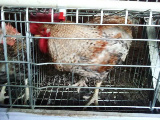 F1 Kuroiler & Kenbro Cocks - 1