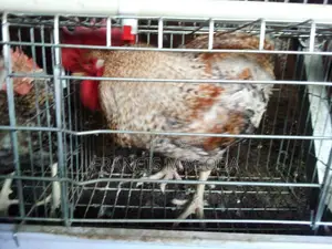 F1 Kuroiler & Kenbro Cocks