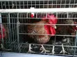 F1 Kuroiler & Kenbro Cocks - 2