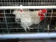 F1 Kuroiler & Kenbro Cocks - 3