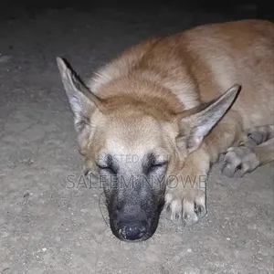 Male Mixed Breed German Shepherd, 5 Months