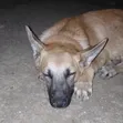 Male Mixed Breed German Shepherd, 5 Months - 1