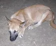 Male Mixed Breed German Shepherd, 5 Months - 2