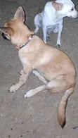 Male Mixed Breed German Shepherd, 5 Months - 3