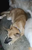Male Mixed Breed German Shepherd, 5 Months - 4