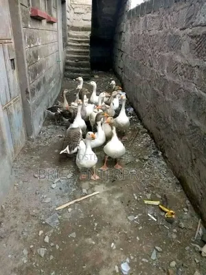 Mature Geese For Sale