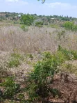 Ekari 5 za Ardhi Zinauzwa Kilifi Takaungu - 2
