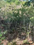 Ekari 5 za Ardhi Zinauzwa Kilifi Takaungu - 4