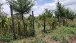 Residential Plot for Sale - 50x100 ft - 1