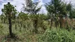 Residential Plot for Sale - 50x100 ft - 2