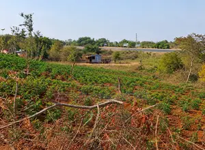 50x100 Plots for Sale in Kivaa, Masinga