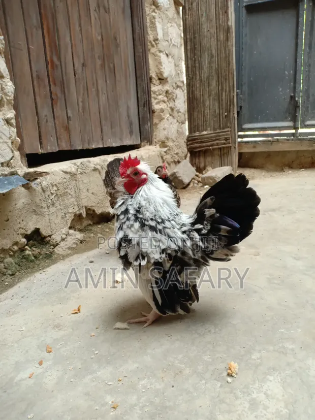 Serema Chickens (2) - 1