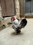 Serema Chickens (2) - 1