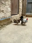 Serema Chickens (2) - 2