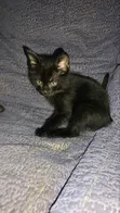 Purebred Bombay Kitten - 1-3 Months Old - 1