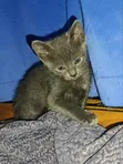 Purebred Bombay Kitten - 1-3 Months Old - 2