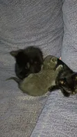 Purebred Bombay Kitten - 1-3 Months Old - 3