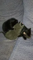 Purebred Bombay Kitten - 1-3 Months Old - 4