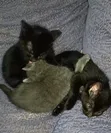 Purebred Bombay Kitten - 1-3 Months Old - 5