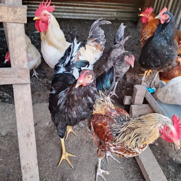 Kienyeji Jogoo (Rooster) - 1
