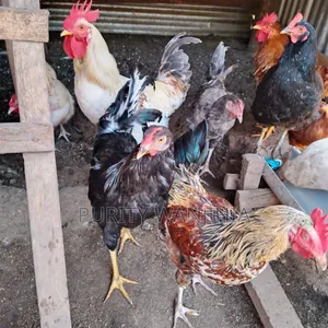 Kienyeji Jogoo (Rooster)