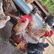 Kienyeji Jogoo (Rooster) - 2