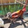 Kienyeji Jogoo (Rooster) - 3