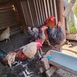 Kienyeji Jogoo (Rooster) - 4