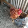 Kienyeji Jogoo (Rooster) - 5