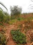 Kitalu Bora cha Makazi Thika Ngoingwa kwa Uuzaji - 3