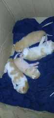 Male Mixed Breed Kitten (0-1 Month) - 1