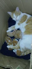 Male Mixed Breed Kitten (0-1 Month) - 2