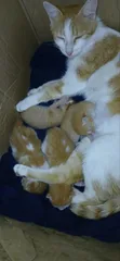Male Mixed Breed Kitten (0-1 Month) - 3