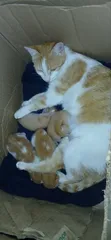Male Mixed Breed Kitten (0-1 Month) - 4