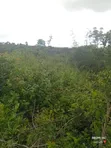 2000 Acres Farmland for Lease in Kiboko - 3