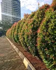 Huduma za Mandhari za Jades Nairobi - 1