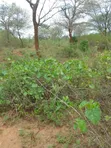100 Acres Kajiado Kipini Land for Sale - 2