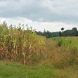 Eneo la Prime la Eka 10 kwa Ajili ya Kuuzwa Kasuku, Nyandarua - 3