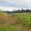 Eneo la Prime la Eka 10 kwa Ajili ya Kuuzwa Kasuku, Nyandarua - 4