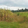 Eneo la Prime la Eka 10 kwa Ajili ya Kuuzwa Kasuku, Nyandarua - 5