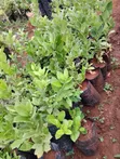 Mbegu za Ndizi Kisukari - 2