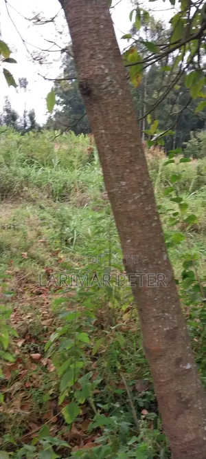 Ardhi Inauzwa - Matasia (50x100ft)